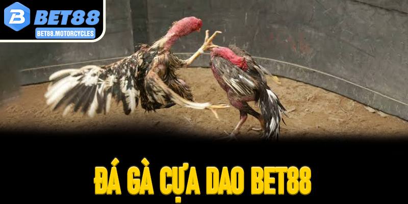 Đá Gà Cựa Dao